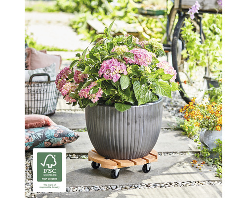 Hortensie in einem gerillten Pflanzgefäß auf einem Pflanzenroller aus Holz im Außenbereich. FSC Logo.