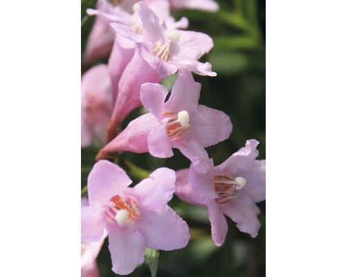 Gros plan de branches de kolkwitzia amabilis à fleurs roses