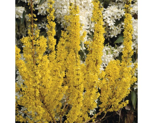 Forsythia FloraSelf Forsythia intermedia 'Mikador' H 80-100 cm Co 10 L