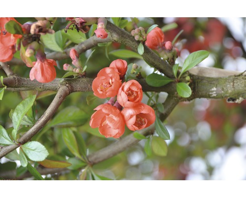 Nahaufnahme von Zierquittenblüten an einem Ast