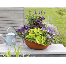 Arrangement floral dans un pot avec arrosoir