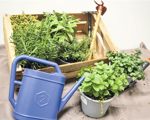 Holzkiste mit Kräutern, Gartenwerkzeug und blaue Gießkanne