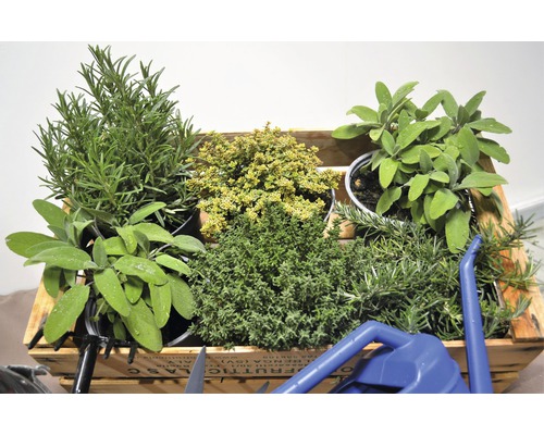 Kiste mit verschiedenen Kräutern wie Rosmarin, Salbei und Thymian.