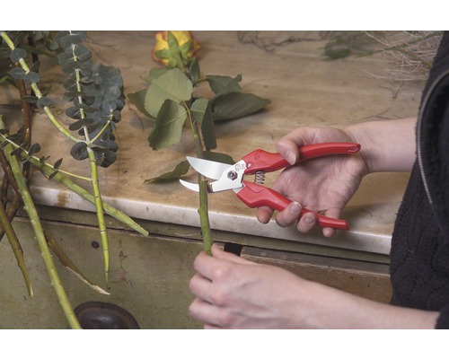 Gärtner schneidet einen Stiel mit einer Gartenschere