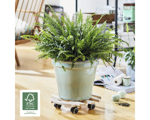 Zimmerpflanze im Topf auf einem Pflanzenroller mit Rollen und FSC-Siegel.