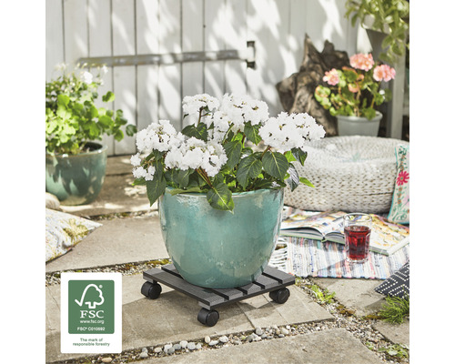 Blumentopf mit Hortensien auf Pflanzenroller im Aussenbereich mit FSC Siegel