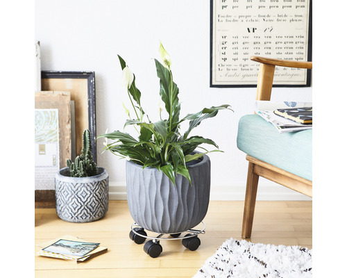 Plante d''intérieur dans un pot structuré sur un support à roulettes