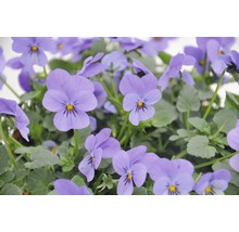 Gros plan sur des fleurs de pensées