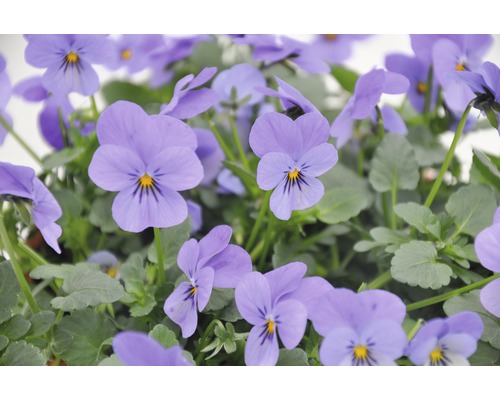 Gros plan sur des fleurs de pensées