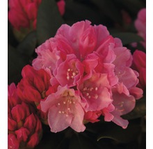 Rose des alpes arbustes FloraSelf® Rhododendron Hybride, H 50-80 cm assorti-thumb-0