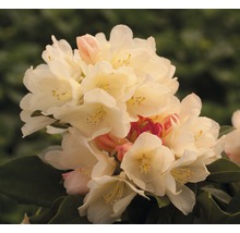 Rose des alpes arbustes FloraSelf® Rhododendron Hybride, H 50-80 cm assorti-thumb-1