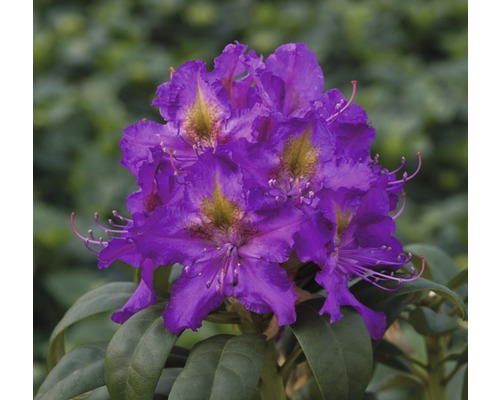 Rose des alpes FloraSelf® Rhododendron Hybride, 'lilas', H 30-40 cm