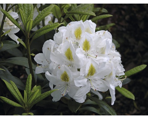 Großblumige Alpenrose FloraSelf Rhododendron Hybride weiß H 40-50 cm Co 7,5 L