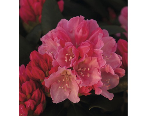 Rhododendron en forme de boule FloraSelf® Rhododendron yakushimanum, 'rouge', H 30-40 cm