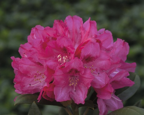 Ball-Rhododendron FloraSelf Rhododendron yakushimanum rosa H 30-40 cm Co 5 L