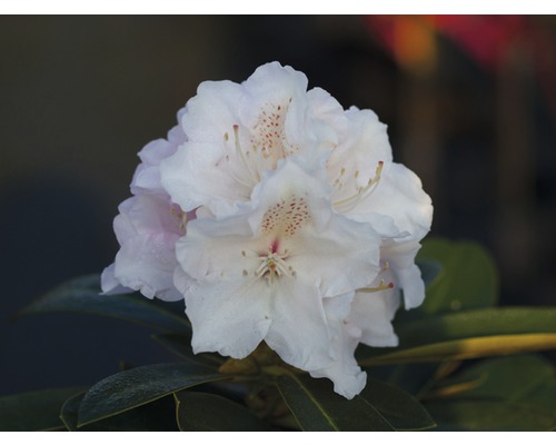 Ball-Rhododendron FloraSelf Rhododendron yakushimanum weiß H 30-40 cm Co 5 L