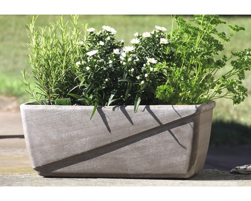 Jardinière en béton avec herbes aromatiques et fleurs blanches