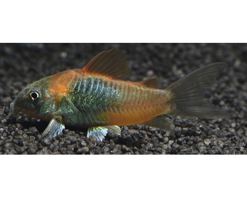 Metallpanzerwels im Aquarium