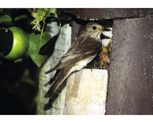 Un gobemouche gris nourrit ses petits dans un nichoir.