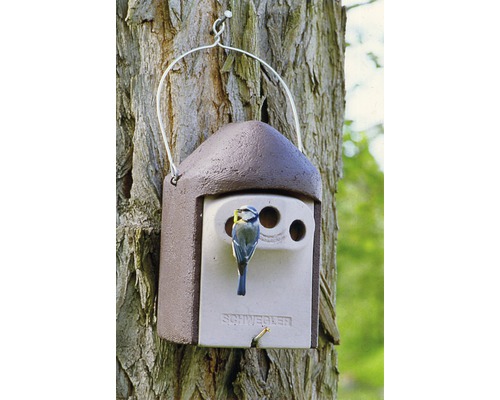 Nichoir avec mésange bleue, suspendu à un arbre