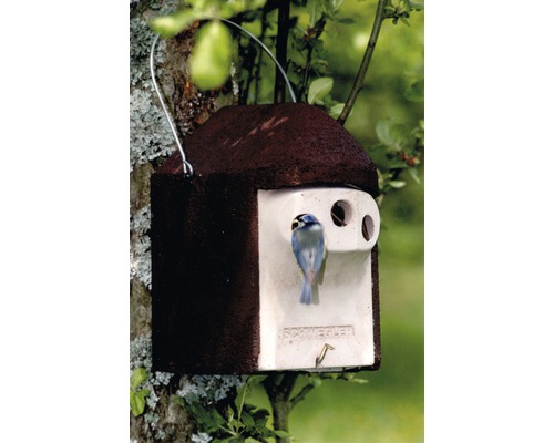 Nichoir en béton de bois avec étrier de suspension et mésange bleue