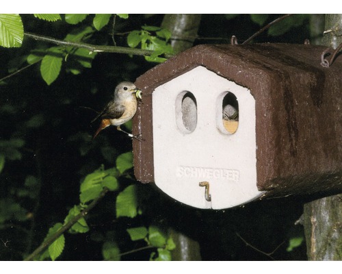 Oiseau avec de la nourriture devant un nichoir de la marque Schwegler