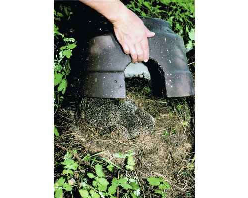 Maison de hérisson avec hérisson sous la surveillance d''une main