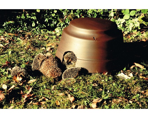 Plusieurs hérissons devant une maison à hérissons dans le jardin