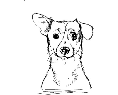 Croquis d''un chien