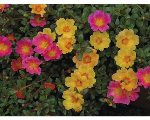 Pourpier à fleurs roses et jaunes