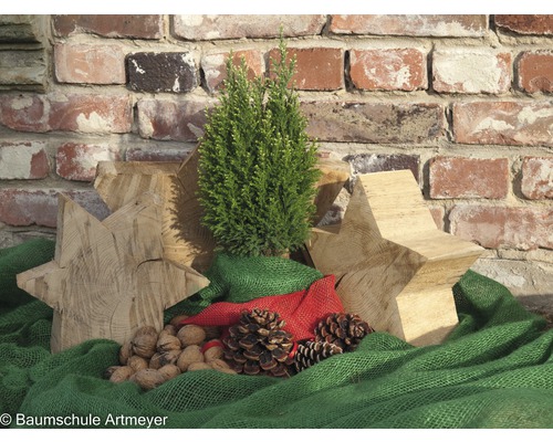 Décoration avec cyprès, étoiles en bois, pommes de pin et noix devant un mur de briques