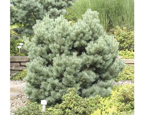 Strauch-Wald-Kiefer FloraSelf Pinus sylvestris 'Watereri' H 15-20 cm Co 2 L