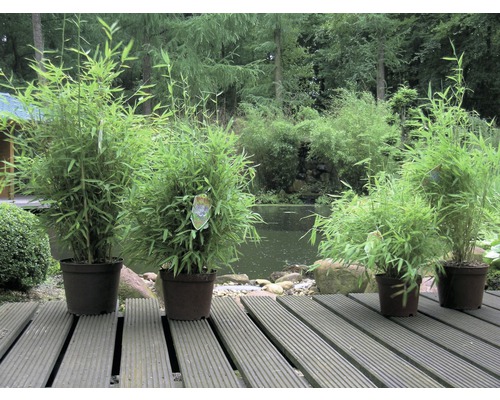 Plantes de bambou en pots sur une terrasse en bois, avec un étang et des arbres en arrière-plan.