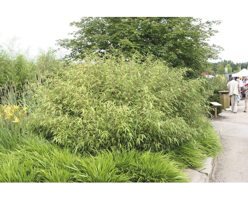 Touffe de bambou dans le jardin