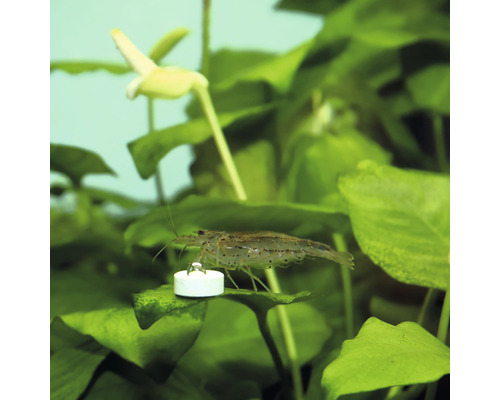 Garnele im Aquarium mit Wasserpflanzen