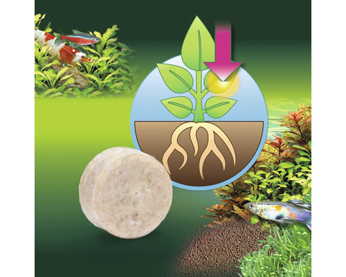 Düngetablette für Aquariumpflanzen mit Symbol für Nährstoffaufnahme