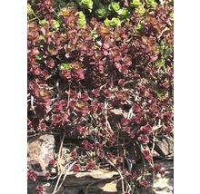 Plantes vivaces pour rocailles diff. variétés pot Ø 7 cm choix de variétés aléatoire-thumb-1