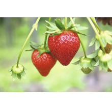 Nahaufnahme von roten Erdbeeren an einer Pflanze