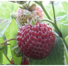 Gros plan d''une fraise mûre sur un fraisier