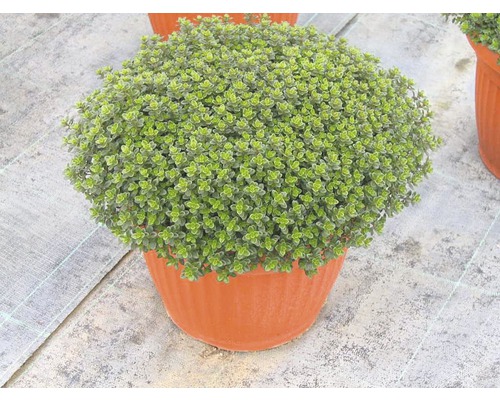 Thym FloraSelf Thymus vulgaris 'Fredo' pot Ø 12 cm