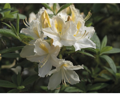 Rhododendron luteum H 30-40 cm pot 5 l blanc