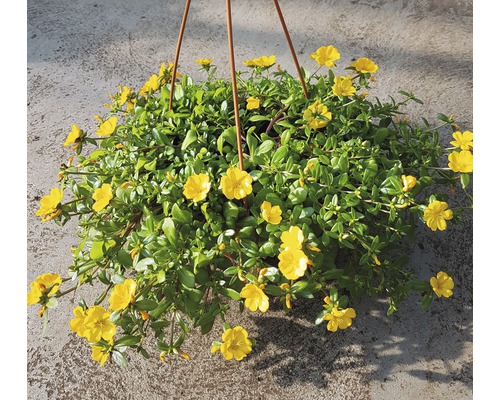 Plante suspendue avec des fleurs jaunes