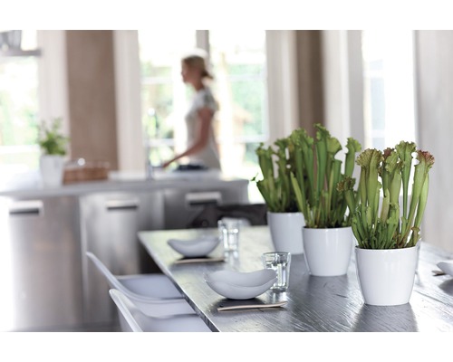 Tischdekoration mit Kannenpflanzen in weißen Töpfen im Esszimmer