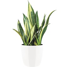 Sansevieria dans un pot blanc