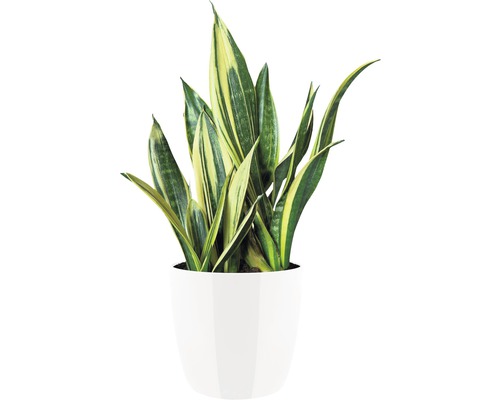 Sansevieria dans un pot blanc
