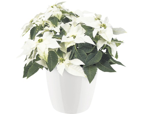Poinsettia à bractées blanches en pot