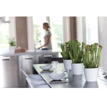 Salle à manger avec décoration de table composée de plantes carnivores en pot
