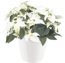 Poinsettia dans un pot