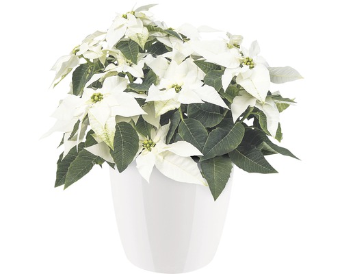 Poinsettia dans un pot