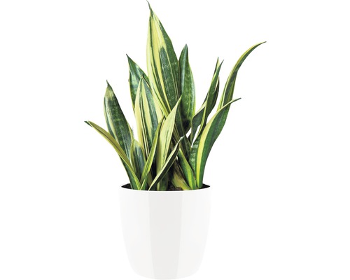 Plante Sansevieria en pot